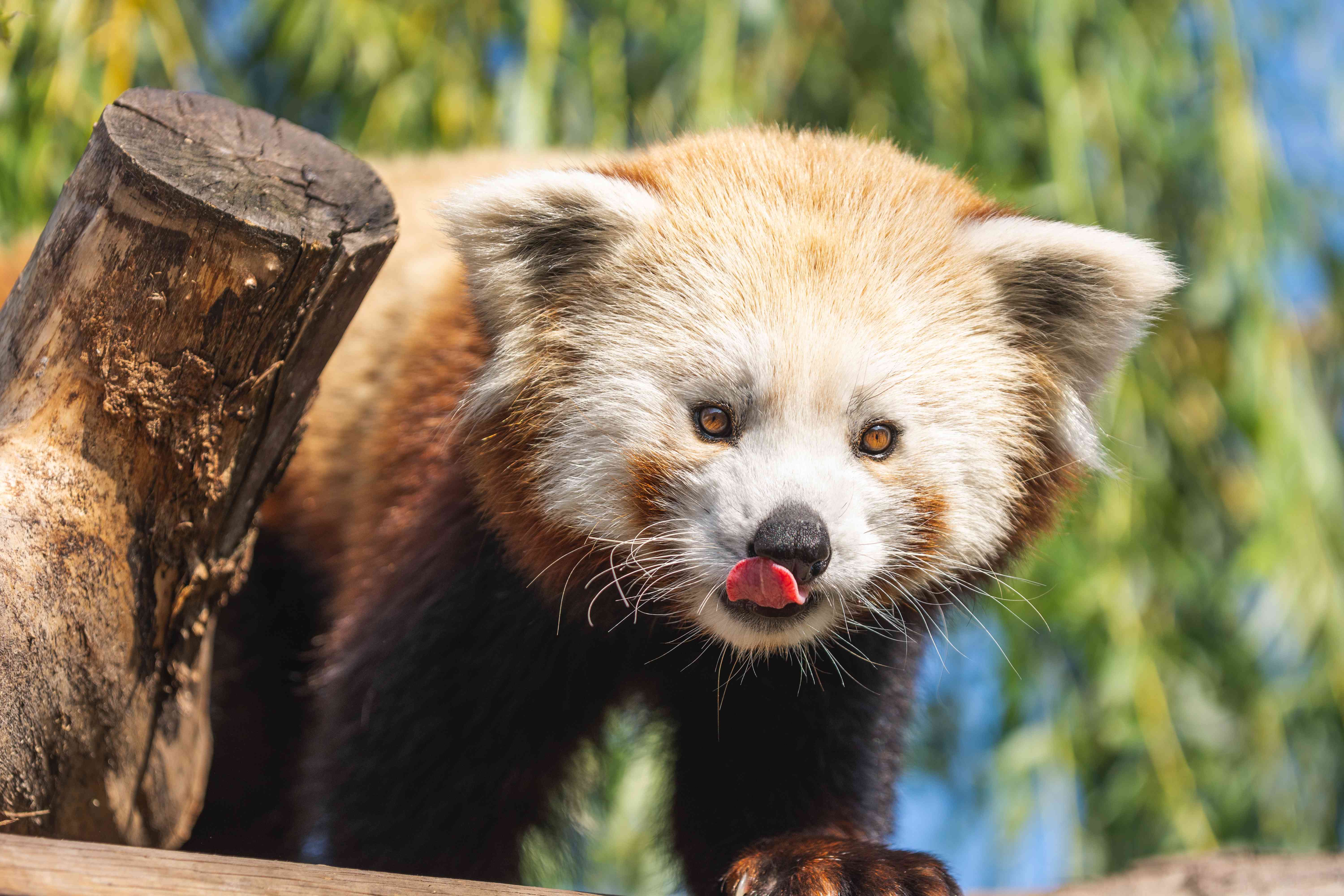 🐾 생태 낙원 포르-마르딕 - 덩케르크